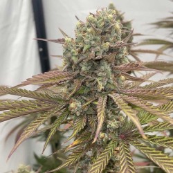 Zapplewoodz Conscious Genetics - 7 semi