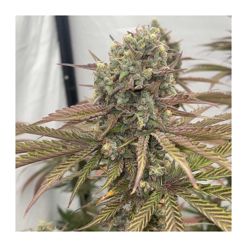 Zapplewoodz Conscious Genetics - 7 semi