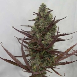 Zapplewoodz Conscious Genetics - 7 semi