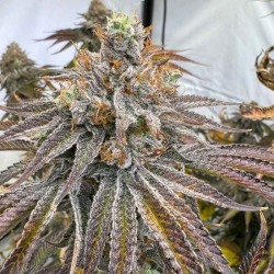 Zapplez 2.0 Conscious Genetics - 7 semi