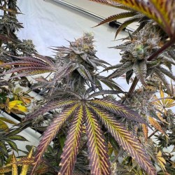 Zapplez 2.0 Conscious Genetics - 7 semi