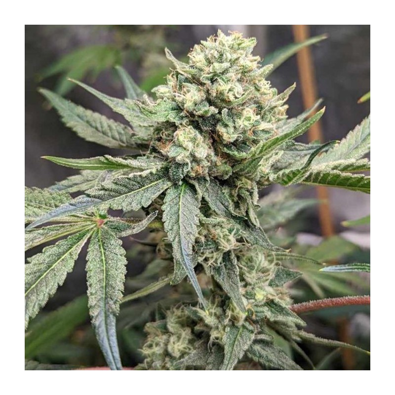 Prozecco Conscious Genetics - 7 semi