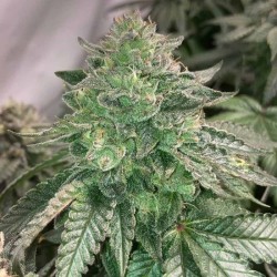 Prozecco Conscious Genetics - 7 semi