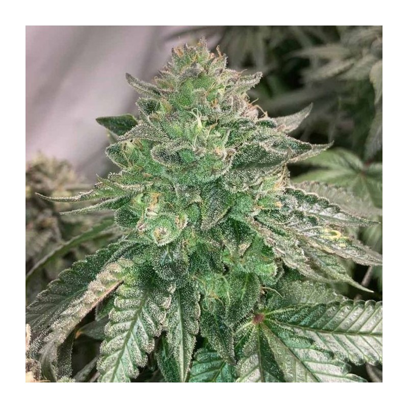 Prozecco Conscious Genetics - 7 semi