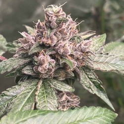 Pink Mintz Conscious Genetics - 7 semi