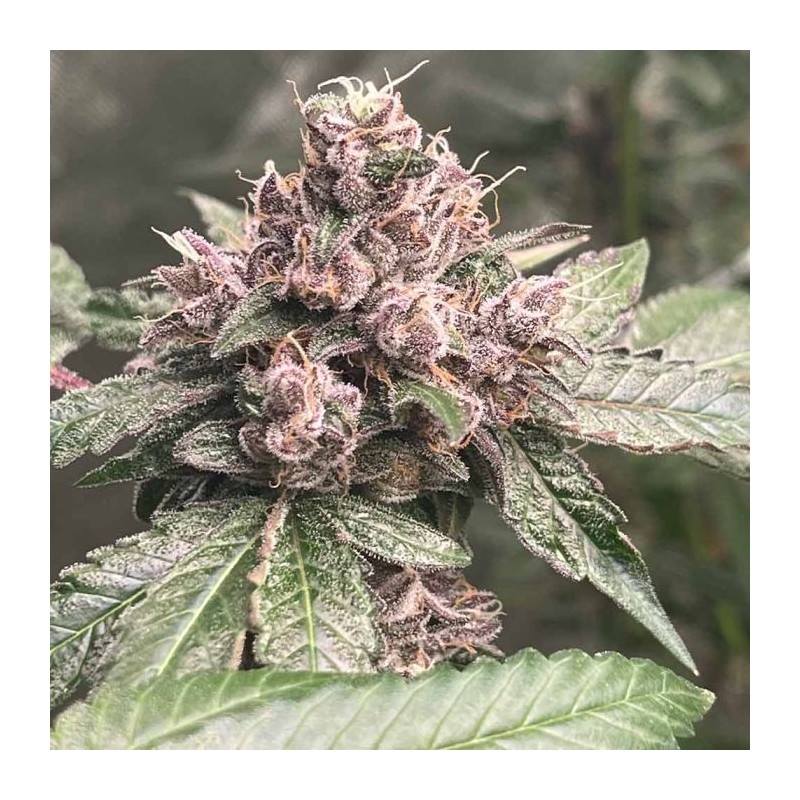 Pink Mintz Conscious Genetics - 7 semi