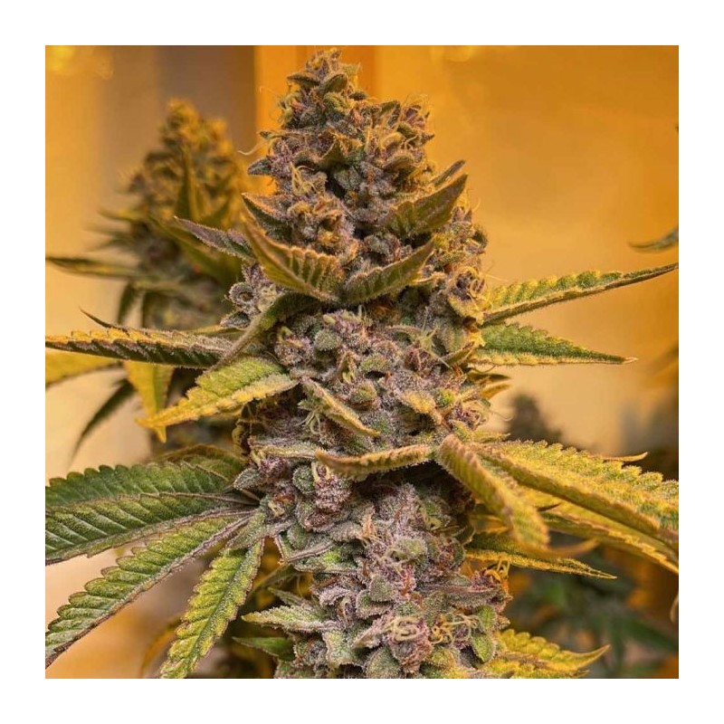 Pink Mintz Conscious Genetics - 7 semi