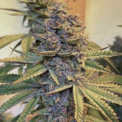 Pink Mintz Conscious Genetics - 7 semi