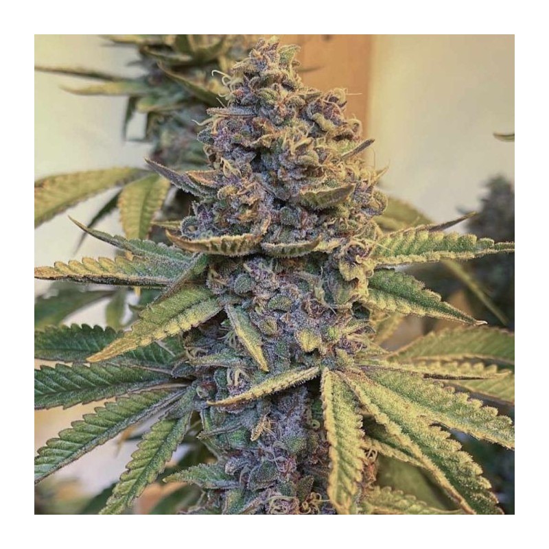 Pink Mintz Conscious Genetics - 7 semi