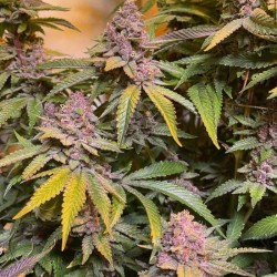 Pink Mintz Conscious Genetics - 7 semi