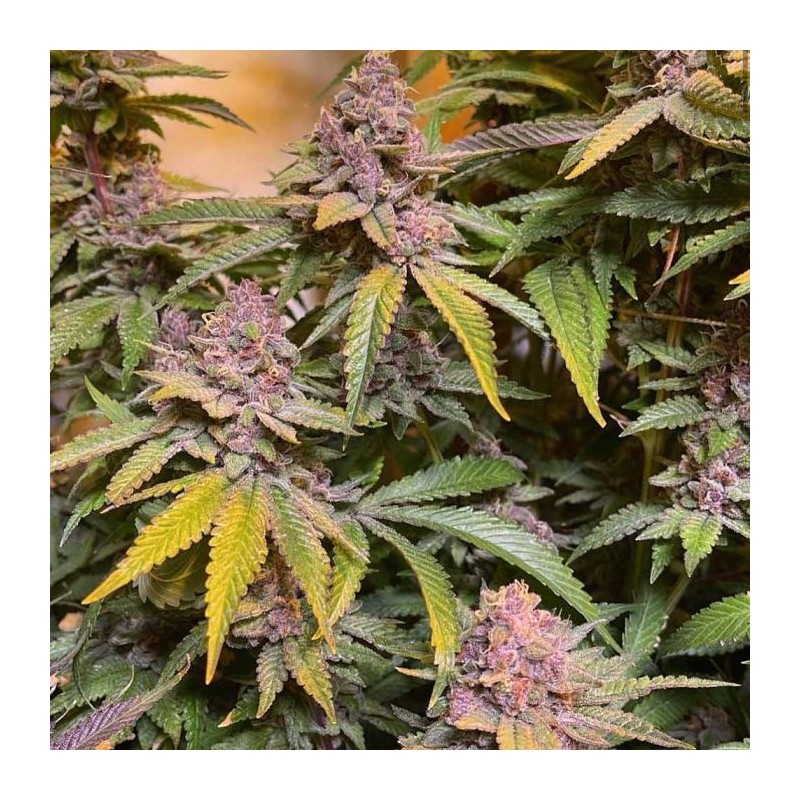 Pink Mintz Conscious Genetics - 7 semi