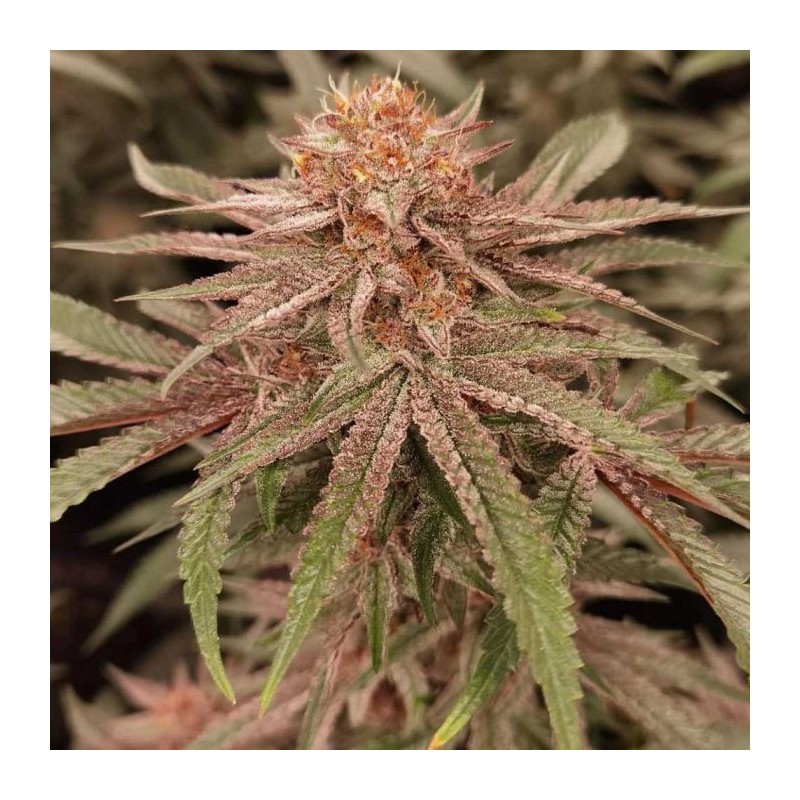 London Velvet Cake Conscious Genetics - 7 semi