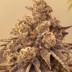 Sour Cuntz Conscious Genetics - 7 Semi