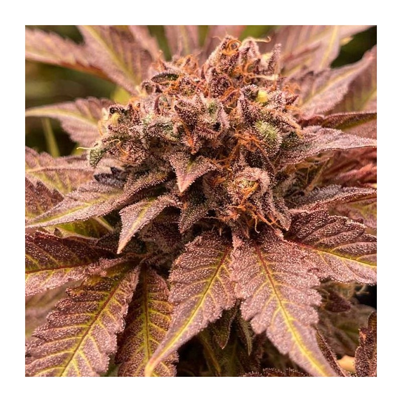 Pink Waferz Conscious Genetics - 7 Semi