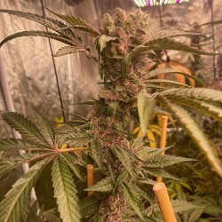 Pink Waferz Conscious Genetics - 7 Semi