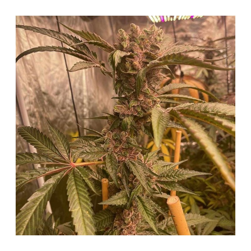 Pink Waferz Conscious Genetics - 7 Semi