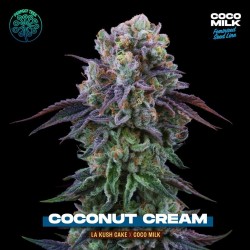 Coconut Cream Perfect Tree Seeds - 6 Semi