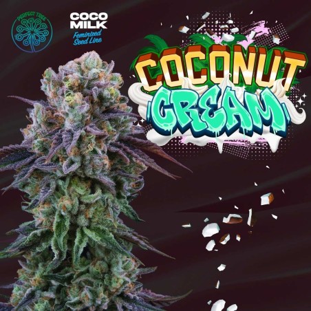 Coconut Cream Perfect Tree Seeds - 6 Semi