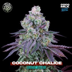 Coconut Chalice Perfect Tree Seeds - 6 Semi