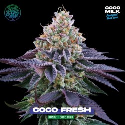 Coco Fresh Perfect Tree Seeds - 6 semi