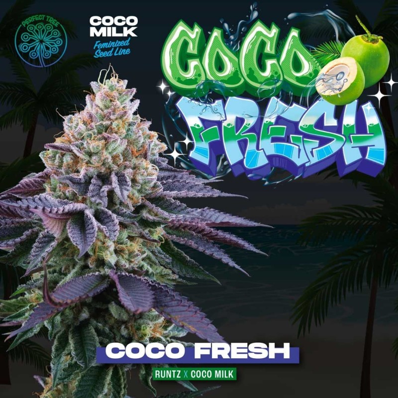 Coco Fresh Perfect Tree Seeds - 6 semi