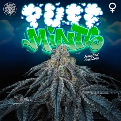 Puff Mints Perfect Tree Seeds - 6 Semi