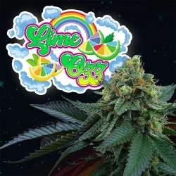 Lime Ozz Perfect Tree Seeds - 6 semi