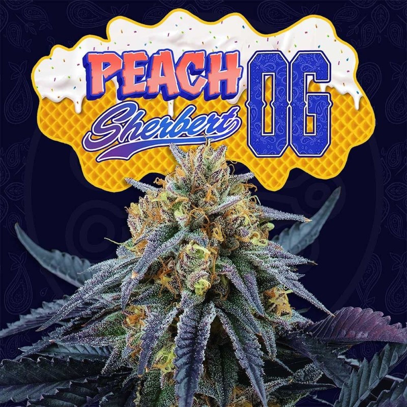 Peach Sherbert OG Perfect Tree Seeds - 6 semi