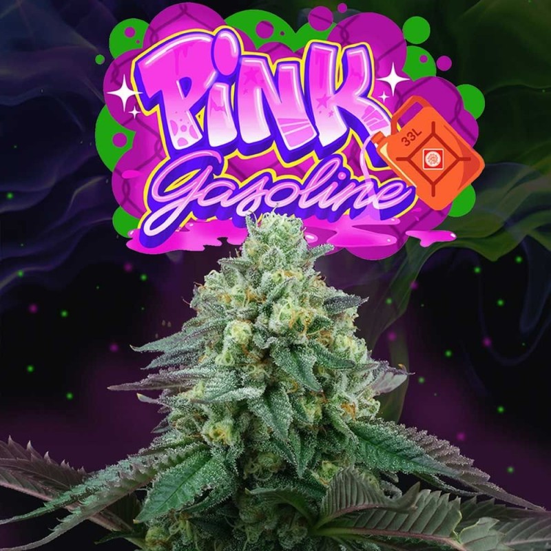 Pink Gasoline Perfect Tree Seeds