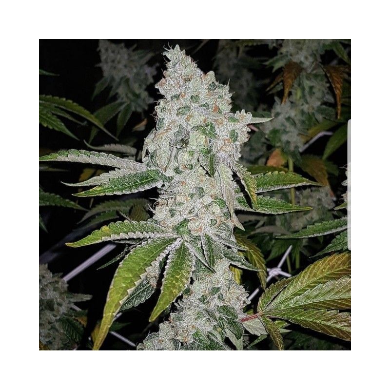 EL CHAPO The Plug Seedbank - 6 Semi