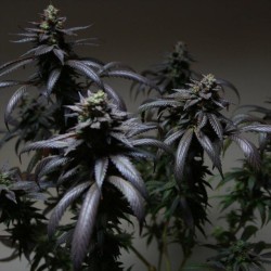 Blue Sherbert S1 The Plug Seedbank