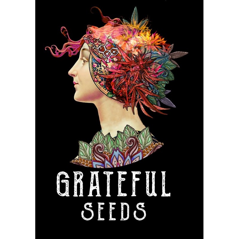 ELECTIC KOOLAID FEM 5 SEMI GRATEFUL SEEDS