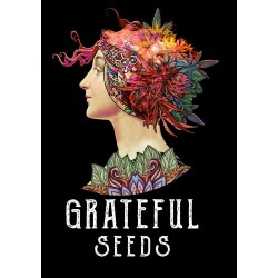 BARBARA'S PIE FEM - GRATEFUL SEEDS