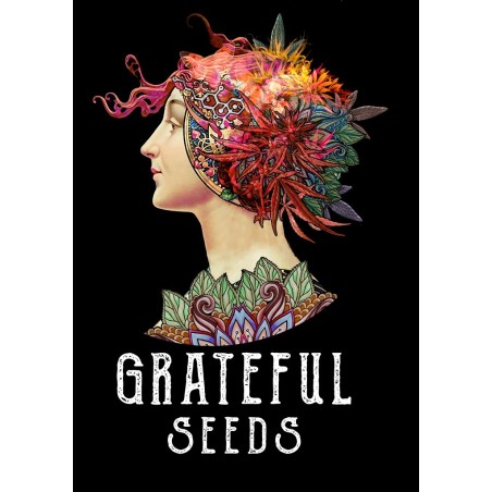 NASTY RUNTZ GRATEFUL SEEDS LIMITED EDITION