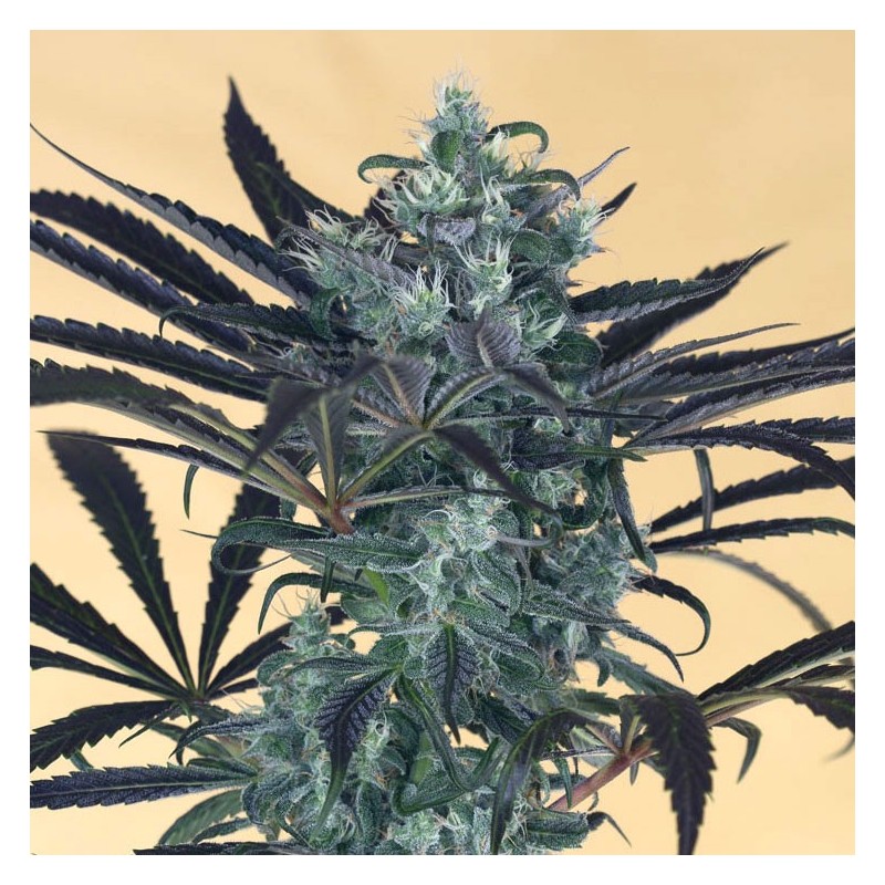 Blueberry Headband Humboldt Seed Organization