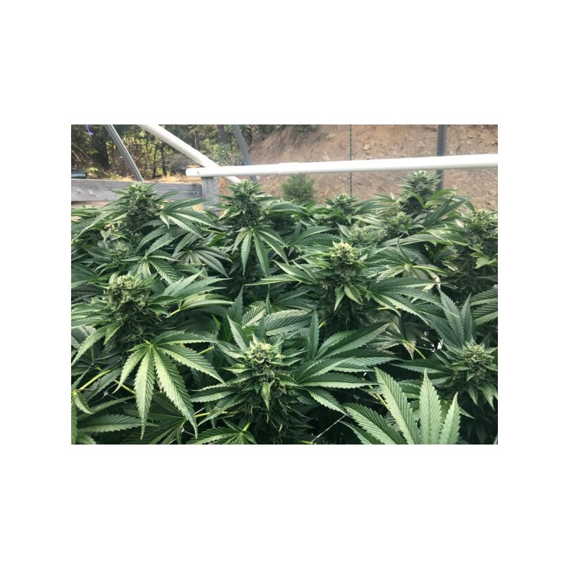 CINNAMON BUDDHA OG HUMBOLDT SEED ORGANIZATION