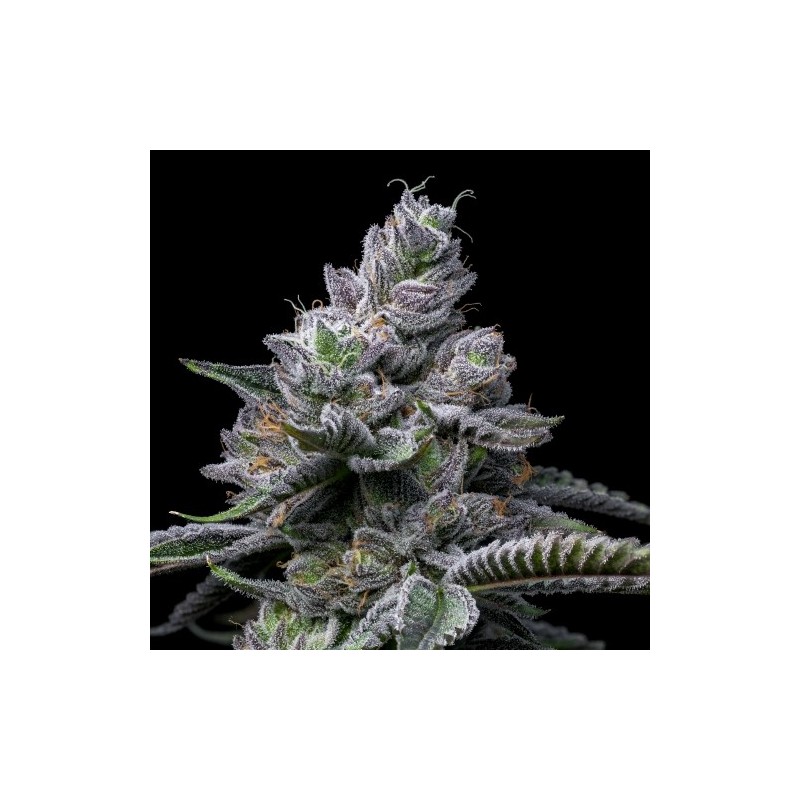 COOKIES SEED BANK - RS11 X HOLLYWOOD FEM - 6 SEMI