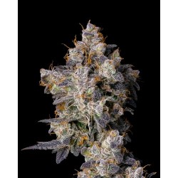 COOKIES SEED BANK - CHERRY ZELATO FEM - 6 SEMI