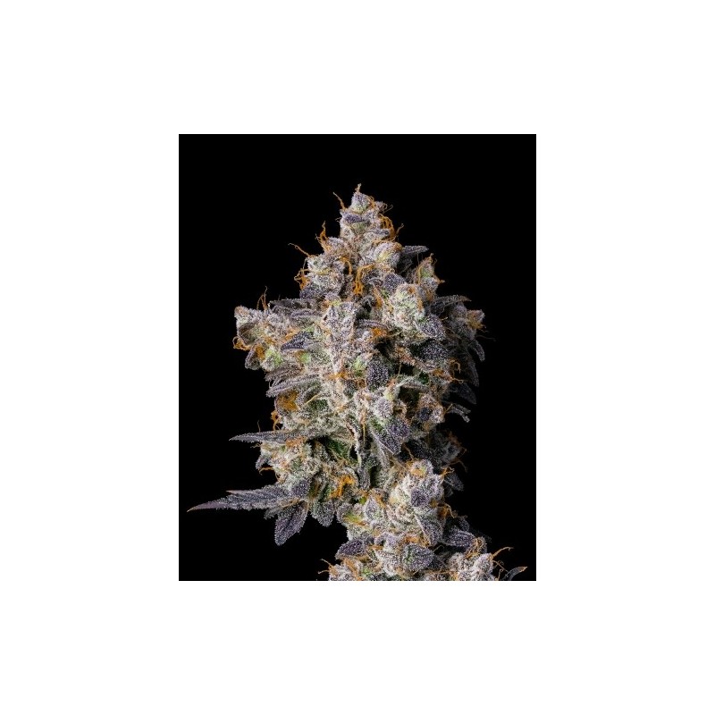 COOKIES SEED BANK - CHERRY ZELATO FEM - 6 SEMI