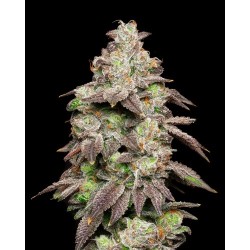 COOKIES SEED BANK - FRIED BANANA FEM - 6 SEMI