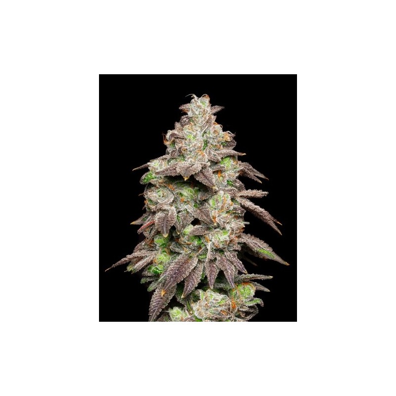 COOKIES SEED BANK - FRIED BANANA FEM - 6 SEMI