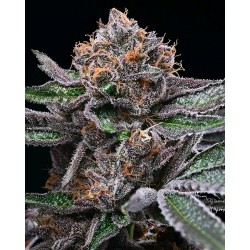 COOKIES SEED BANK - CANDY CANDY FEM