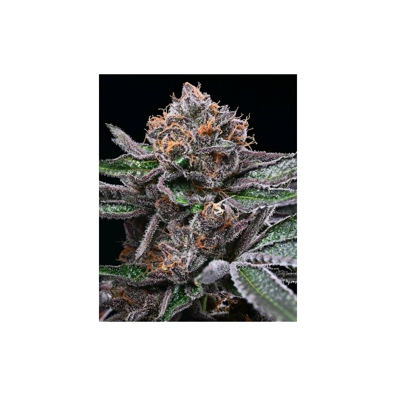 COOKIES SEED BANK - CANDY CANDY FEM