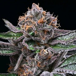 COOKIES SEED BANK - CANDY CANDY FEM