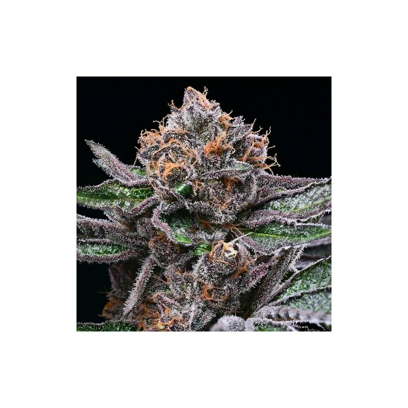 COOKIES SEED BANK - CANDY CANDY FEM