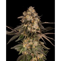 COOKIES SEED BANK - CHERRY FRITTER FEM