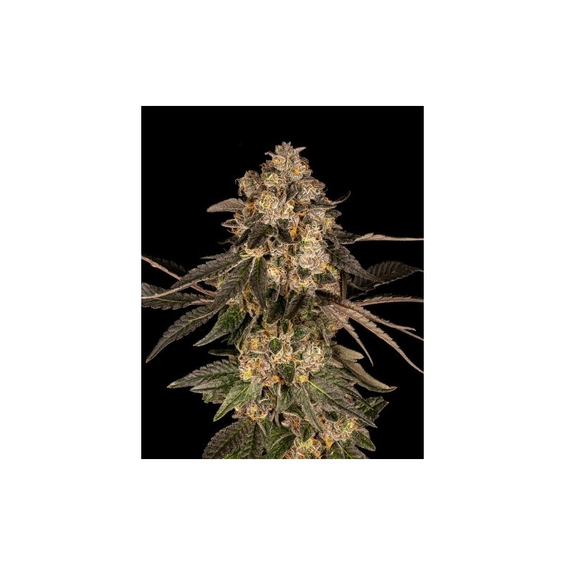 COOKIES SEED BANK - CHERRY FRITTER FEM