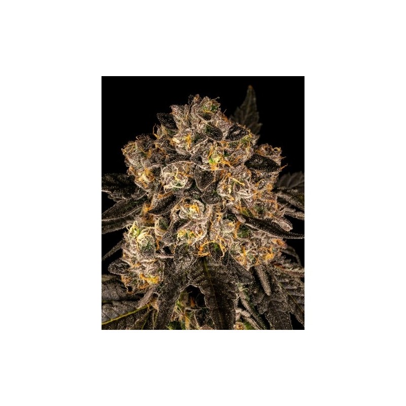 COOKIES SEED BANK - CHERRY FRITTER FEM