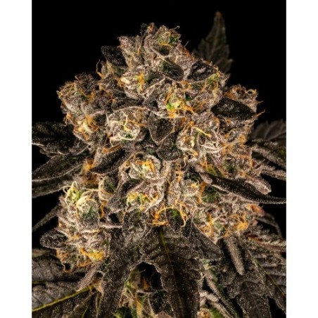 COOKIES SEED BANK - CHERRY FRITTER FEM