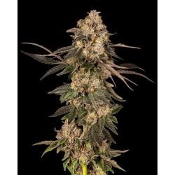 COOKIES SEED BANK - CHERRY FRITTER FEM